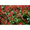 thumbnail image 2 of Photinia Red Tip - 40 Live Plants - Photinia x Fraseri - Evergreen Landscape Shrub, 2 of 9