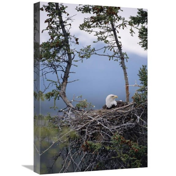 16 x 24 in. Bald Eagle on Nest, Alaska Art Print - Michael Quinton