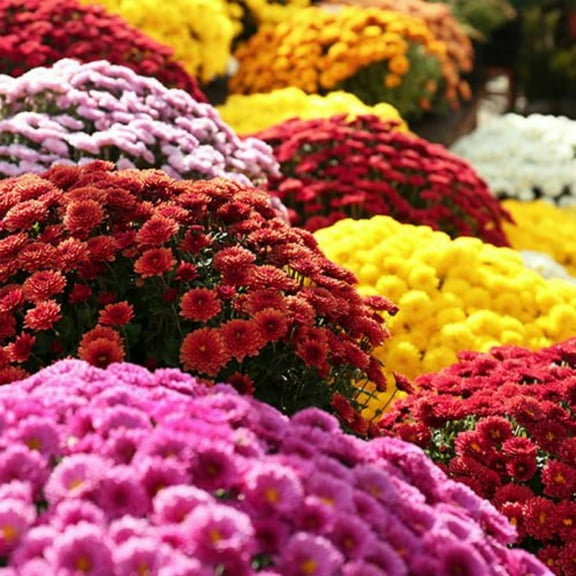500  Mixed Color Chrysanthemum Seeds for MVR1 Planting - Hardy Garden Flower Seeds - Rare Ground Cover Landscape Easy Grow & Maintain