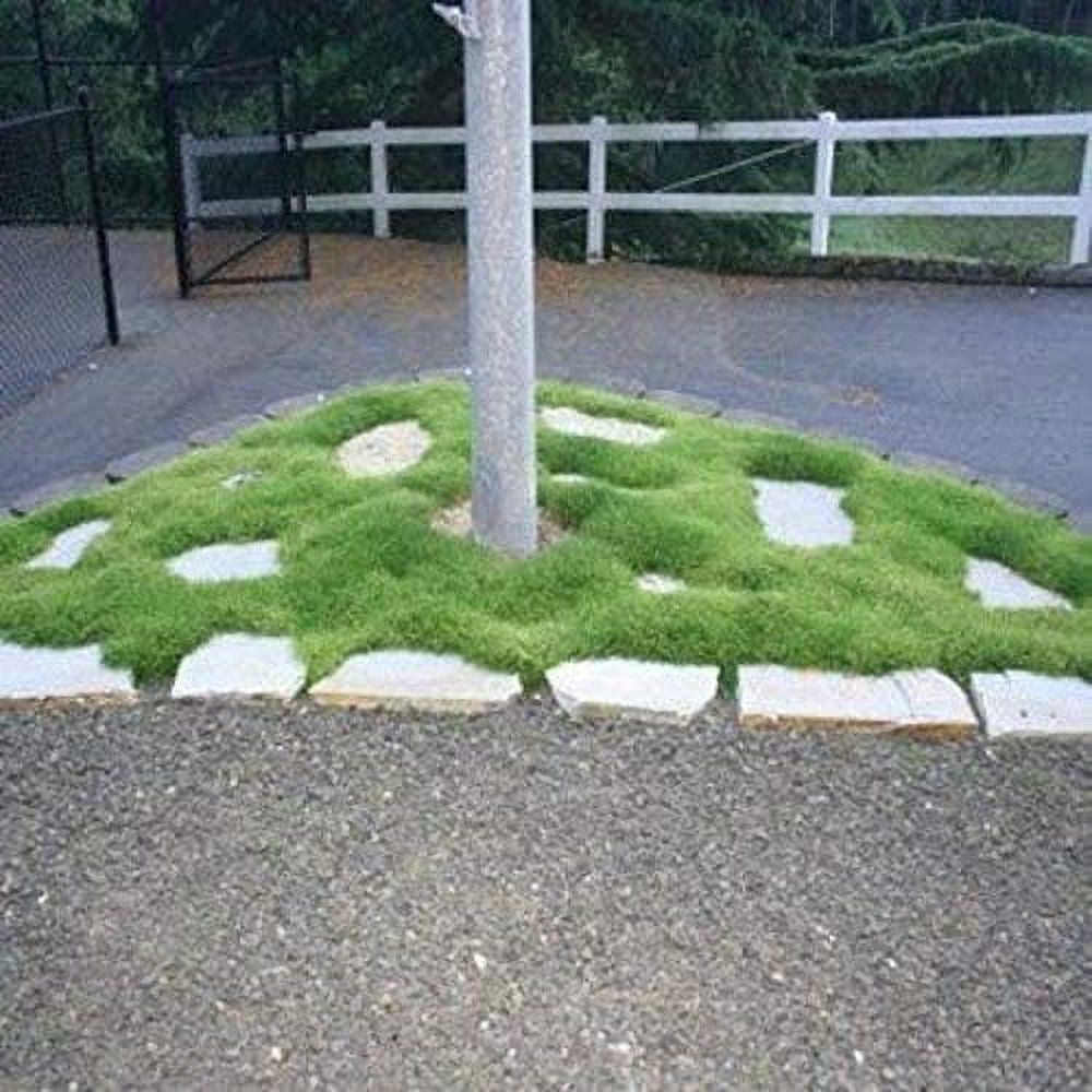 Irish Moss Seeds for Planting - Grow Stunning Ground Cover That Blooms Attractive White Flowers - Made in USA (5,000 Seeds)