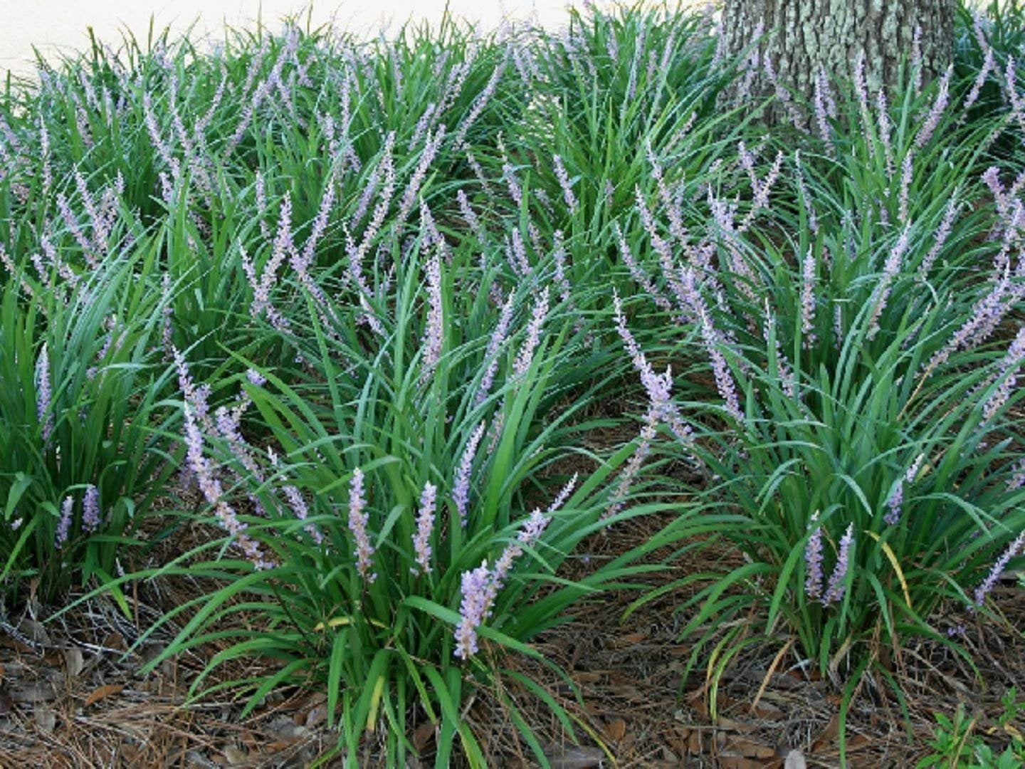 Emerald Goddess Liriope Muscari - 10 Live Plants - Drought Tolerant Low Maintenance Evergreen Ground Cover Grass