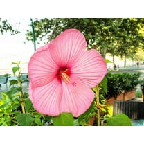 20 LIGHT PINK HIBISCUS Moscheutos var. Palustris Hardy Flower Seeds