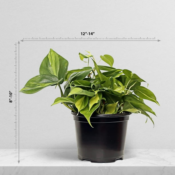 Live Brazilian Philodendron, Philodendron Scandens Brazil, Father's Day  Gift, Gardener Gift, Evergreen Potted Houseplant, Trailing Indoor Plant,  Housewarming Gift Plant in 6" Pot - Walmart Business Supplies