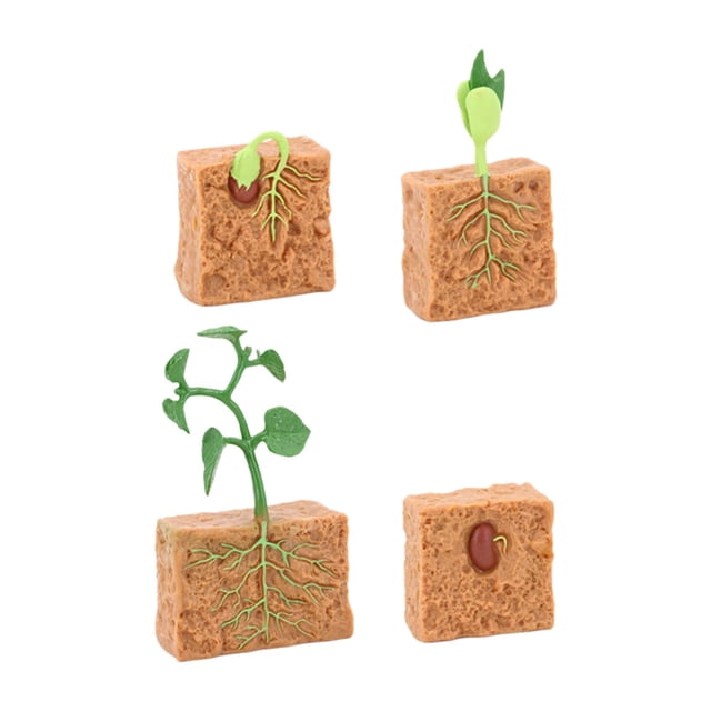 Ciclo de vida de planta verde cultivada, planta de granja, modelo de ciclo de vida, figura educativa realista Montessori para niños y niñas