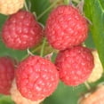 thumbnail image 3 of Willamette Raspberry Bush, Deciduous Fruit Bearing Plant, grown in a 1 Gallon Pot (1-Pack), 3 of 4