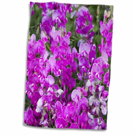 3dRose Oregon, Fall Creek. Oregon Wildflowers. Wild sweet peas - Towel, 15 by 22-inch
