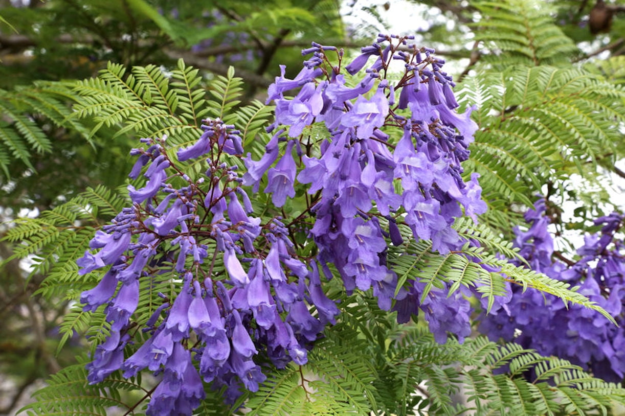 jacaranda tree mimosifolia seeds flower plant tropical zone blossoms container seed