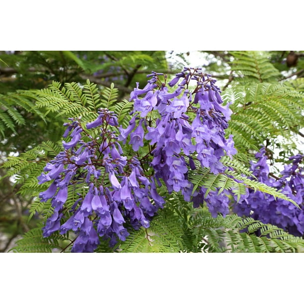 Seed Pack 10 Jacaranda Tree Seeds See Description Container Deck Plant Or Tropical Jacaranda Mimosifolia Serendipity Seeds Walmart Com