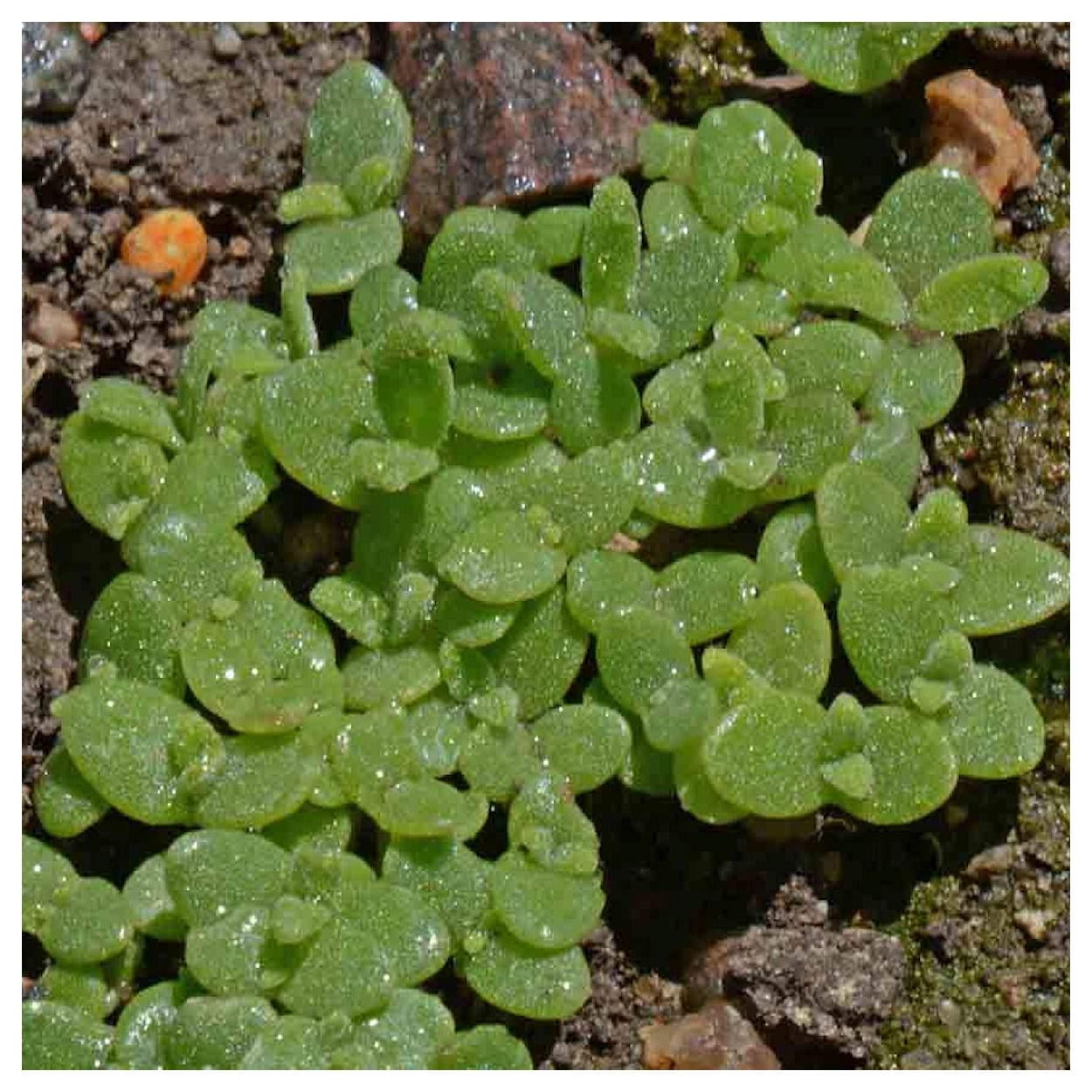 Everwilde Farms - 1 lb Mixed Ice Plant Garden Flower Seeds - Gold Vault Bulk Seed Packet