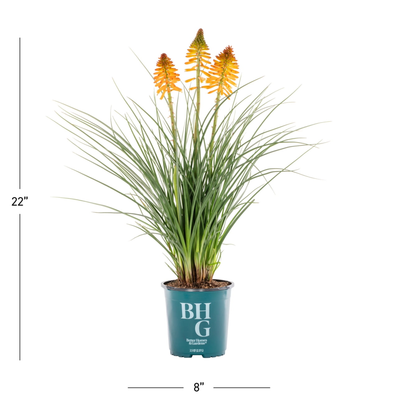 Better Homes & Gardens Poco Kniphofia Live Perennial Plant, Full Sun, 3 Pack