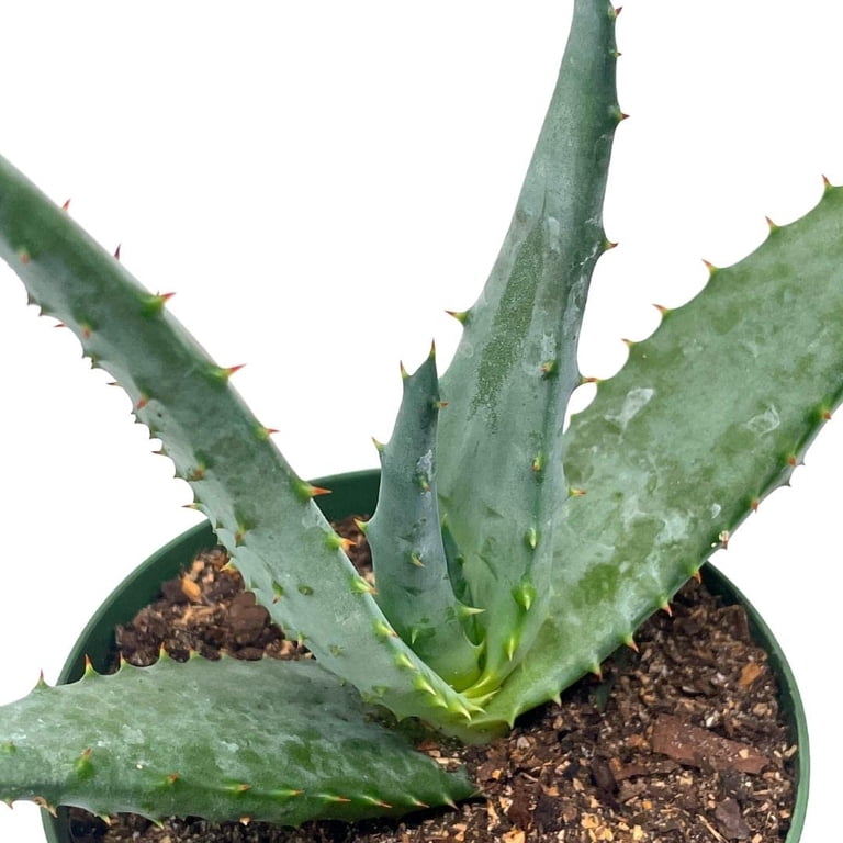 aloe vera plus Aloe Vera Juice and Aloe Vera Cream - Uses | Health Benefits
