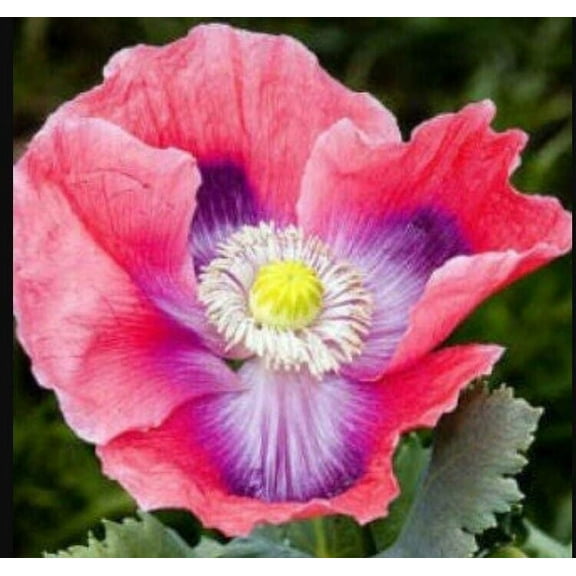 Poppy HENS & CHICKS 1000 Seeds Papaver somniferum Mother Nature's Seeds Non-GMO Fresh Flower Seeds