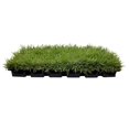 Zoysia Sod Plugs 54 Large 3" x 3" Plugs Drought, Salt & Shade