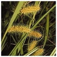 thumbnail image 1 of Everwilde Farms - 1 lb Sallow Sedge Native Grass Seeds - Gold Vault Bulk Seed Packet, 1 of 2