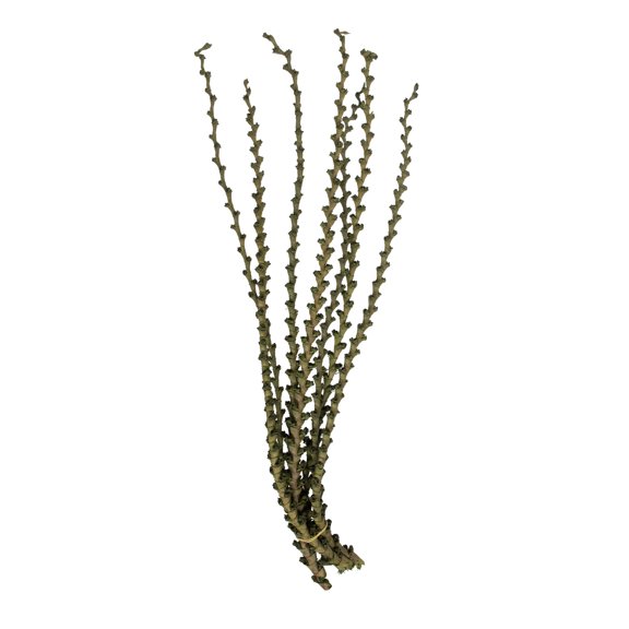 Vickerman 40-48" Green Ladder Branches. Includes 7 Extra Large Straight Branches, Dried