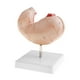 thumbnail image 5 of Modelo de estómago 1: 1 Modelo anatómico Anatomía para ciencias , modelos de demostración de laboratorio, 5 of 8