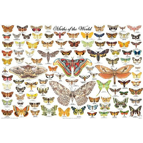 Moths of the World Poster Lepidoptera Giant Peacock Luna Comet 24x36