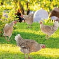 Garden Decoration Fun Plug In Hen Courtyard Plug In Yard Art Garden garden-decoration-fun-plug-in-hen-courtyard-plug-in-yard-art-garden