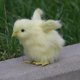 thumbnail image 4 of Mini figura de pollo de peluche, amarilla, juguete educativo para niños, jardín y Los 6x6x9cm, 4 of 4