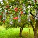 thumbnail image 2 of Foco de radio de 6 uds., hoja reflectante para pájaros, granja, jardín, caza, pájaros, colgante de plata, hoja en espiral para pájaros TUNC Sencillez, 2 of 5