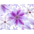 thumbnail image 3 of Frank, Assaf 24x19 Black Modern Framed Museum Art Print Titled - Clematis flowers, 3 of 5