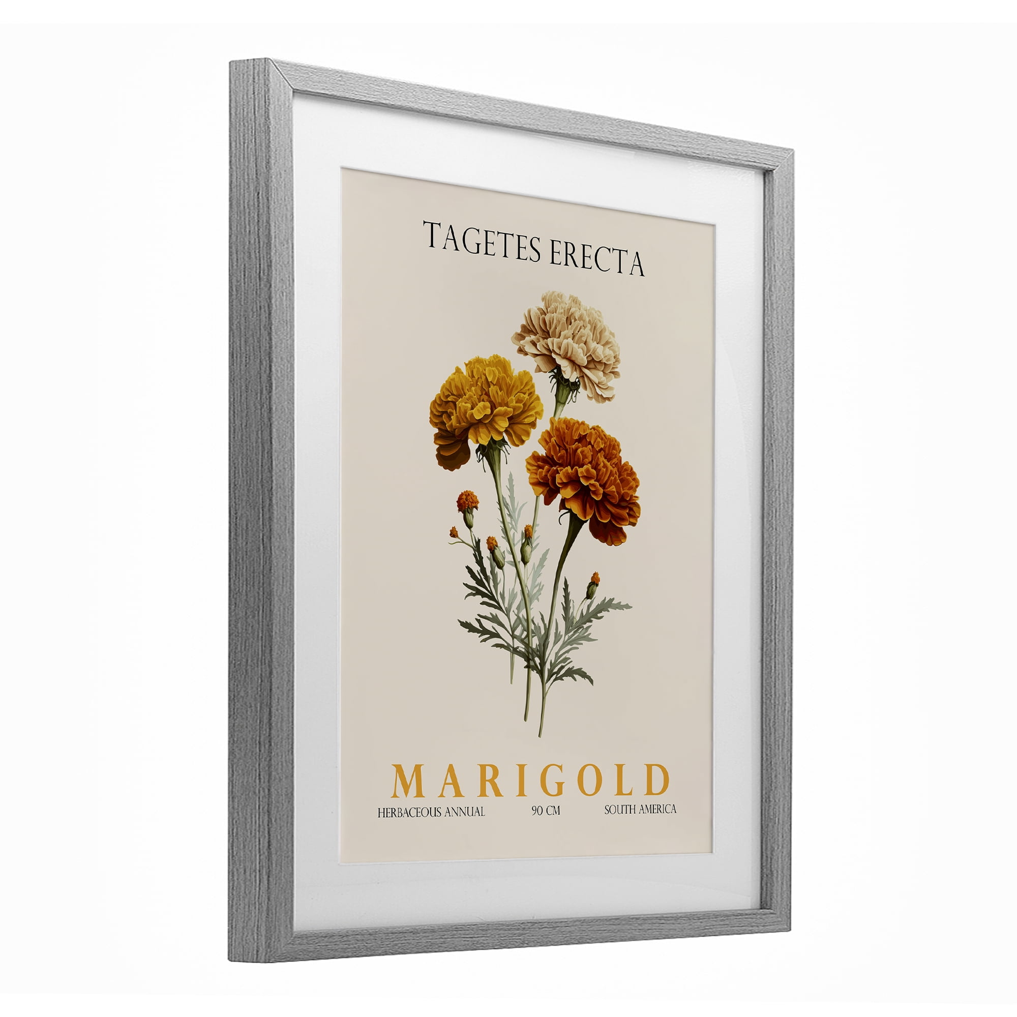 Stupell Industries Natural Marigold Bundle Gray Framed Print Under Glass, design by Christopher Giampietro
