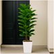 thumbnail image 3 of 6-ft de altura artificial qinye banyan tree con blanca planter, natural wood trunk, ideal para para home decor, faux ficus tree con fake moss para indoor oficina o sala de estar, 3 of 10