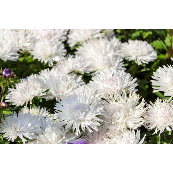 30 WHITE NEEDLE ASTER Callistephus Chinensis Unicom Flower Seeds