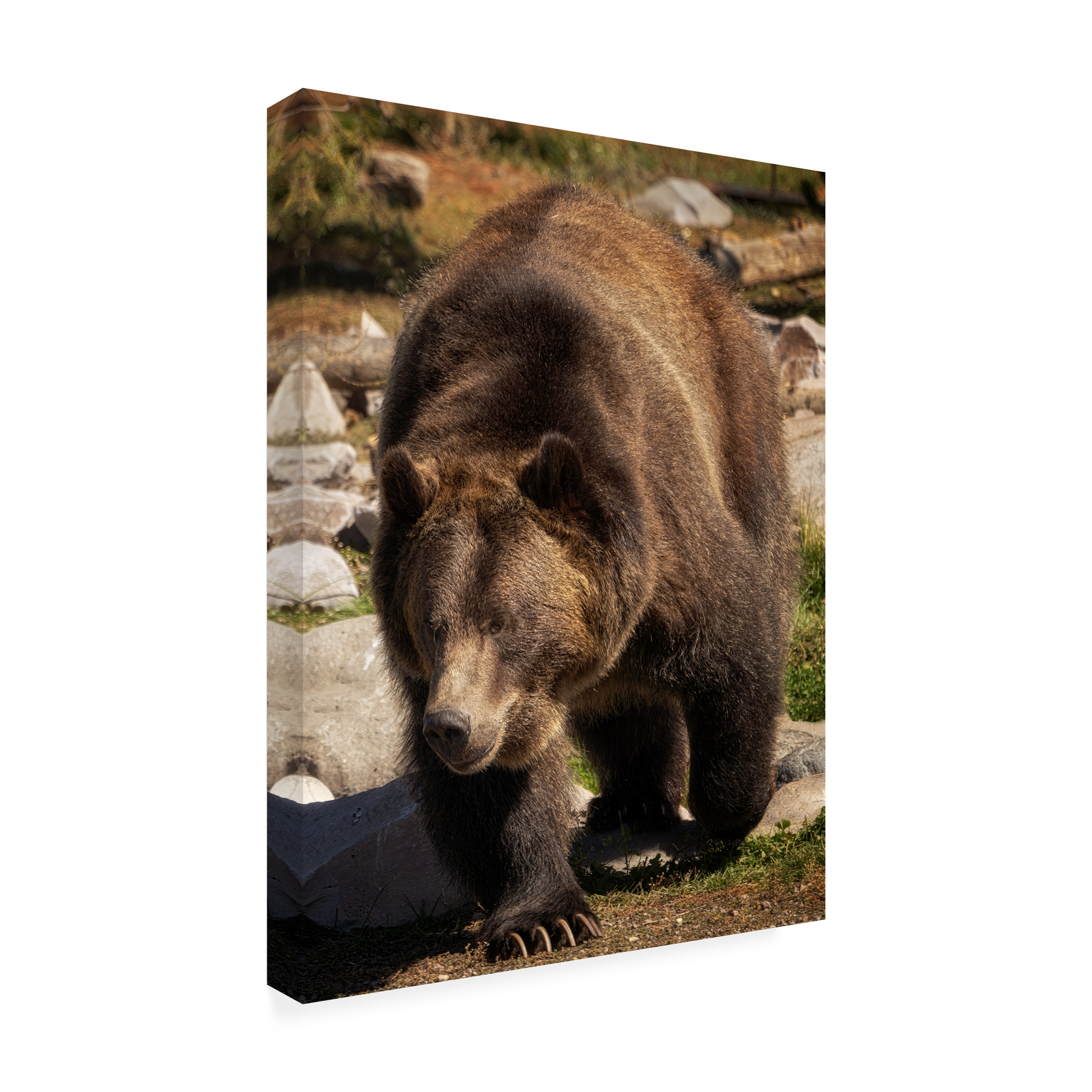 Canvas Wall Art - Dennis Frates 'Close Up Of Grizzly Bear' Wall Art for Living Room, Bedroom, or Office DÃ©cor by Trademark Fine Art - 14 x 19 Inches