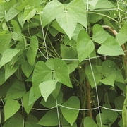 Burpee Trellis Netting, 5'x 15', 1 Netting per Package, Made of Nylon