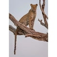 thumbnail image 3 of Darby, Rob 11x14 Black Modern Framed Museum Art Print Titled - Leopard Portrait, 3 of 5
