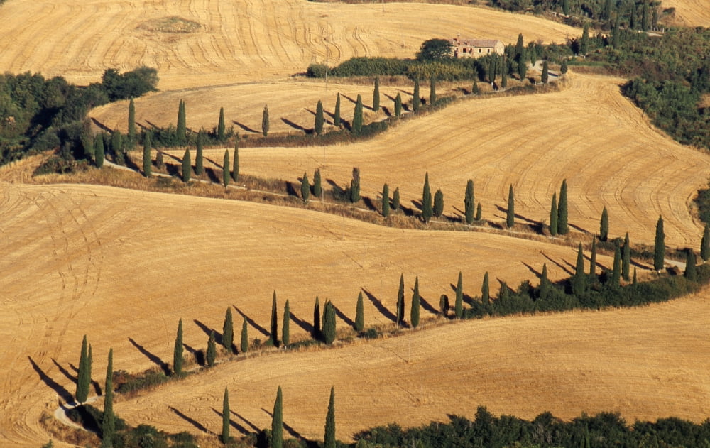 Cypress Tree Lined