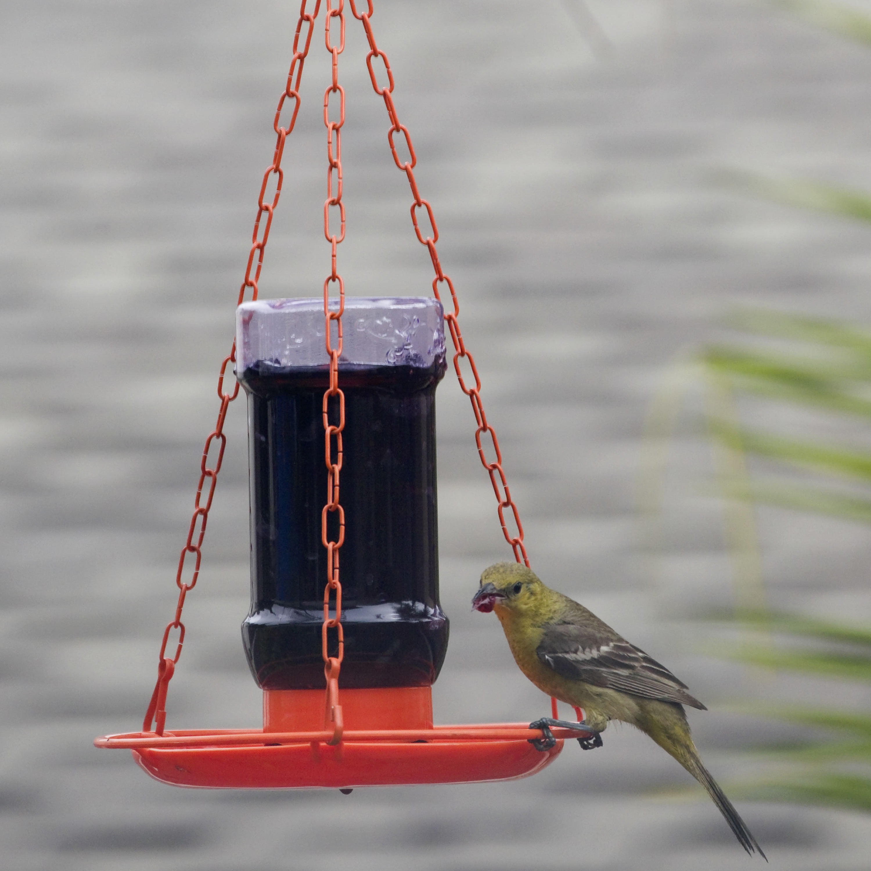 MADE IN USA  dm Lg Capacity Songbird Essentials FRUIT and JELLY ORIOLE FEEDER 