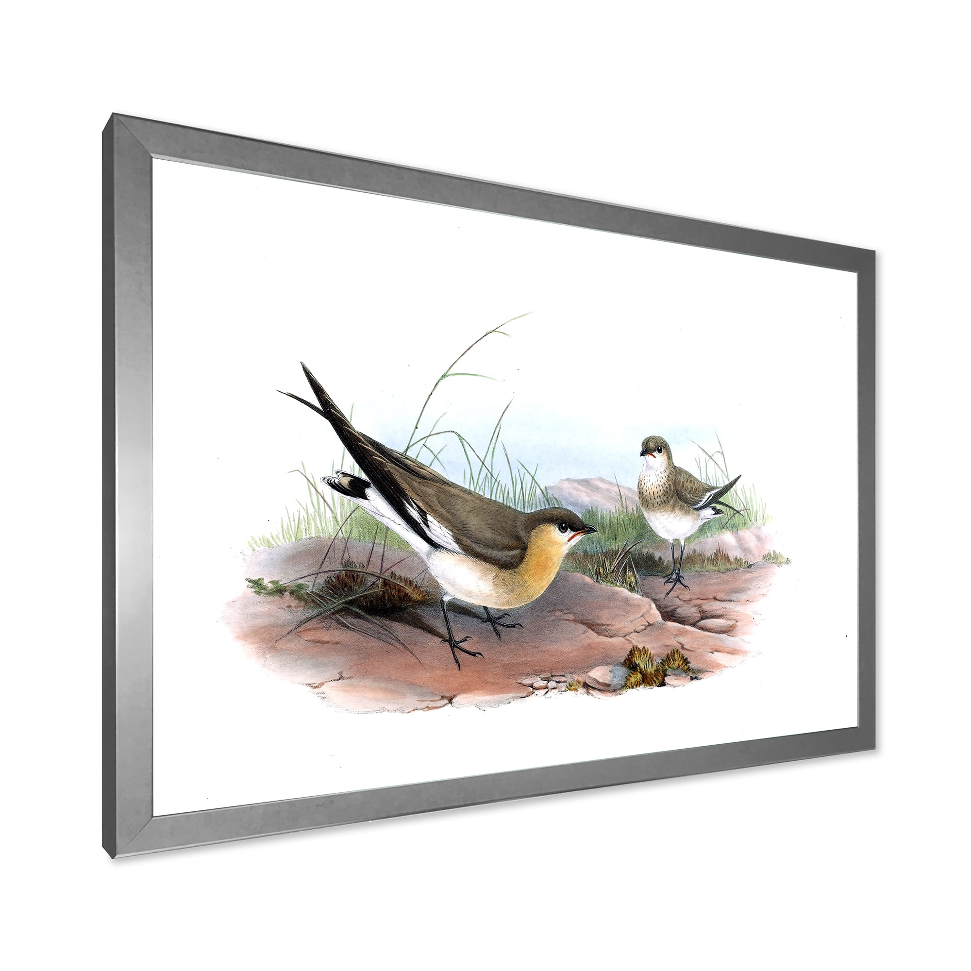 Designart 'Ancient Bird Illustration II' Farmhouse Framed Art Print