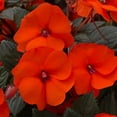 thumbnail image 4 of 2.5 in. Impatiens Compact Hot Coral SunPatiens (3-Pack), 4 of 8