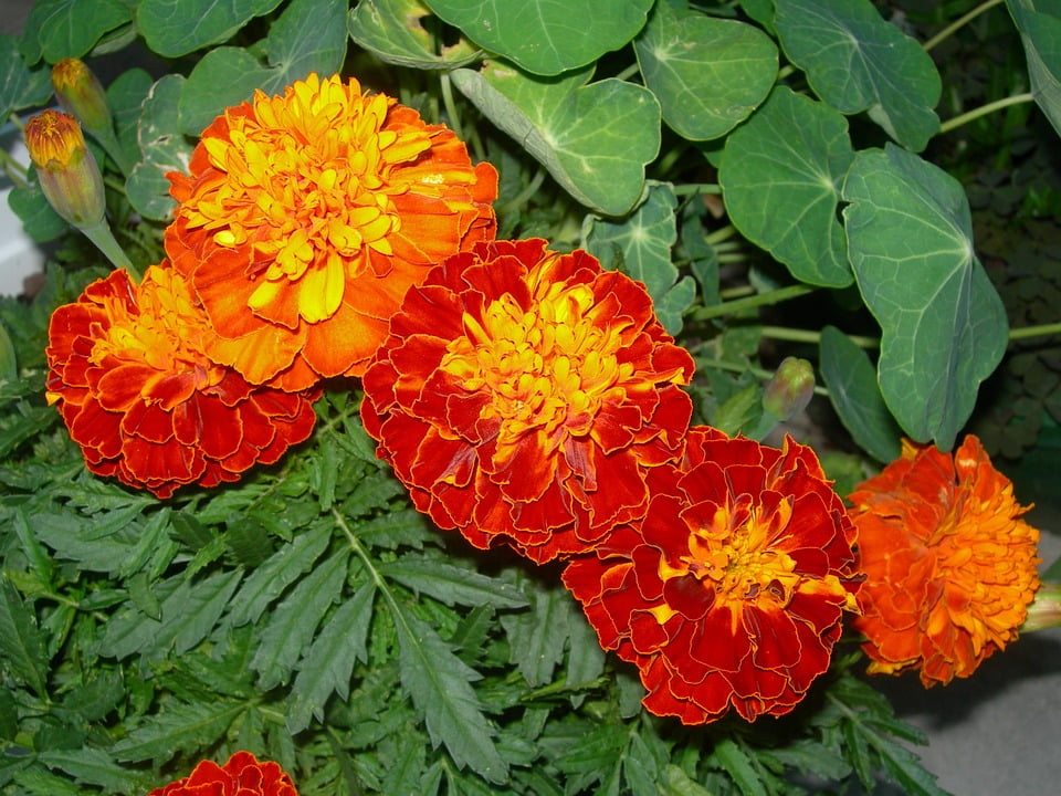 Buds Marigolds Nasturtium Leaves Orange Red Flowers20 Inch By 30 Inch