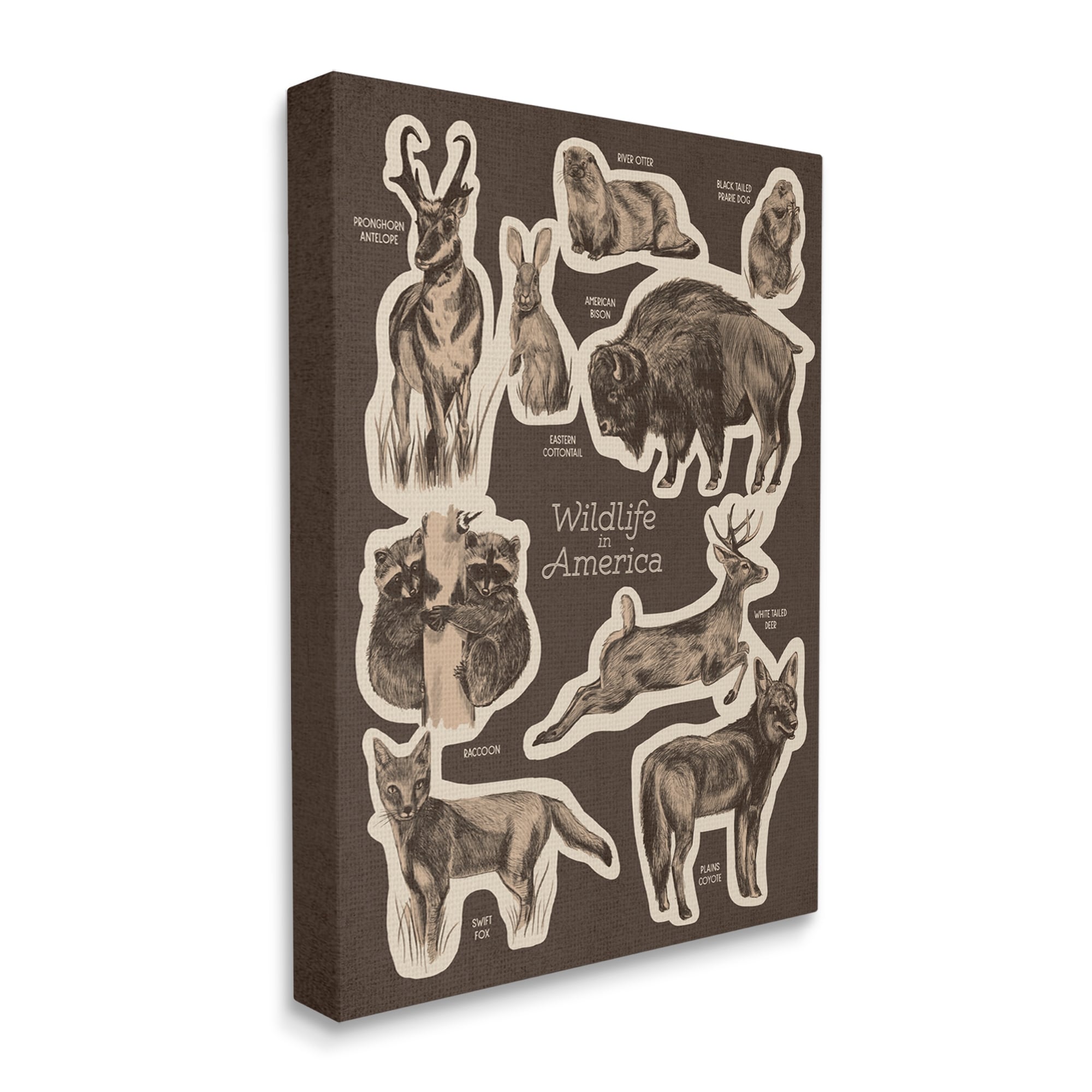 Stupell Industries Wildlife Of America Mixed Animals Chart Brown Background Canvas Wall Art, 30 x 40, Design by Lil' Rue