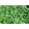 thumbnail image 3 of 100 Walk On Me CREEPING THYME Thymus Serpyllum Herb Flower Seeds, 3 of 4