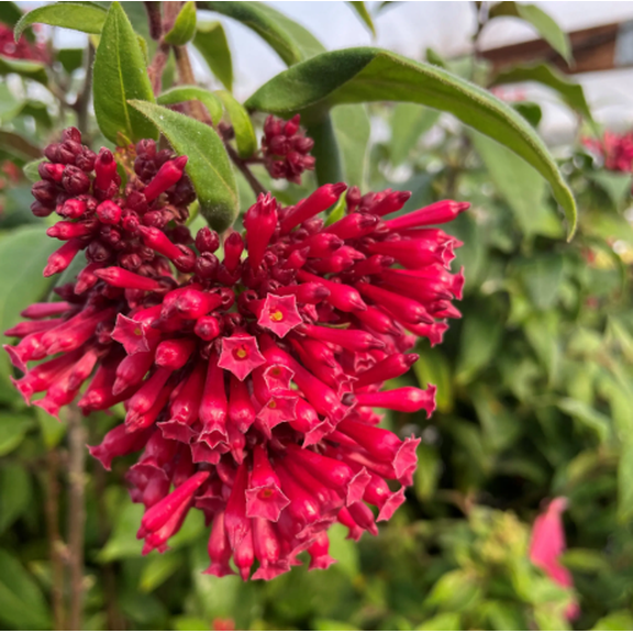 Cestrum Newellii Red Plant Live for Planting, Red Cestrum Flower Plant for Home Garden 4 to 6 Inc Tall