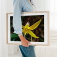 thumbnail image 6 of Trout Lily Bloom on a Spring Day - York Pennsylvania Photography Flowers Nature Botanical Floral Garden Wildlife Scenic Oak Framed Wall Art Print 5 x 7 inches, 6 of 9