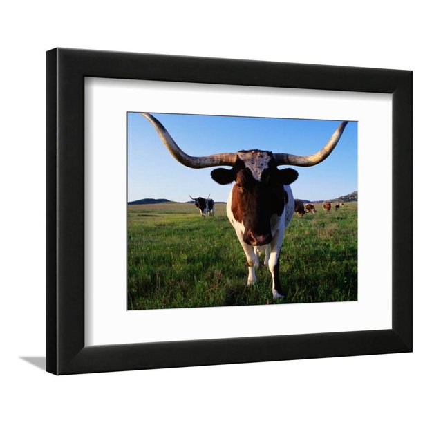 Texas Longhorn Cattle Framed Print Wall Art By John Elk III