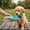 Blue, variant on yuHome Portable Pet Water Bottle | Dog and Young Kitty Spill Proof Travel Drinking Cup | 300Ml Plastic Outdoor Hiking Hydration | Leak Proof Water Dispenser for Walking