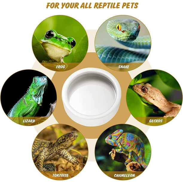 Cricket feeder cheap rock