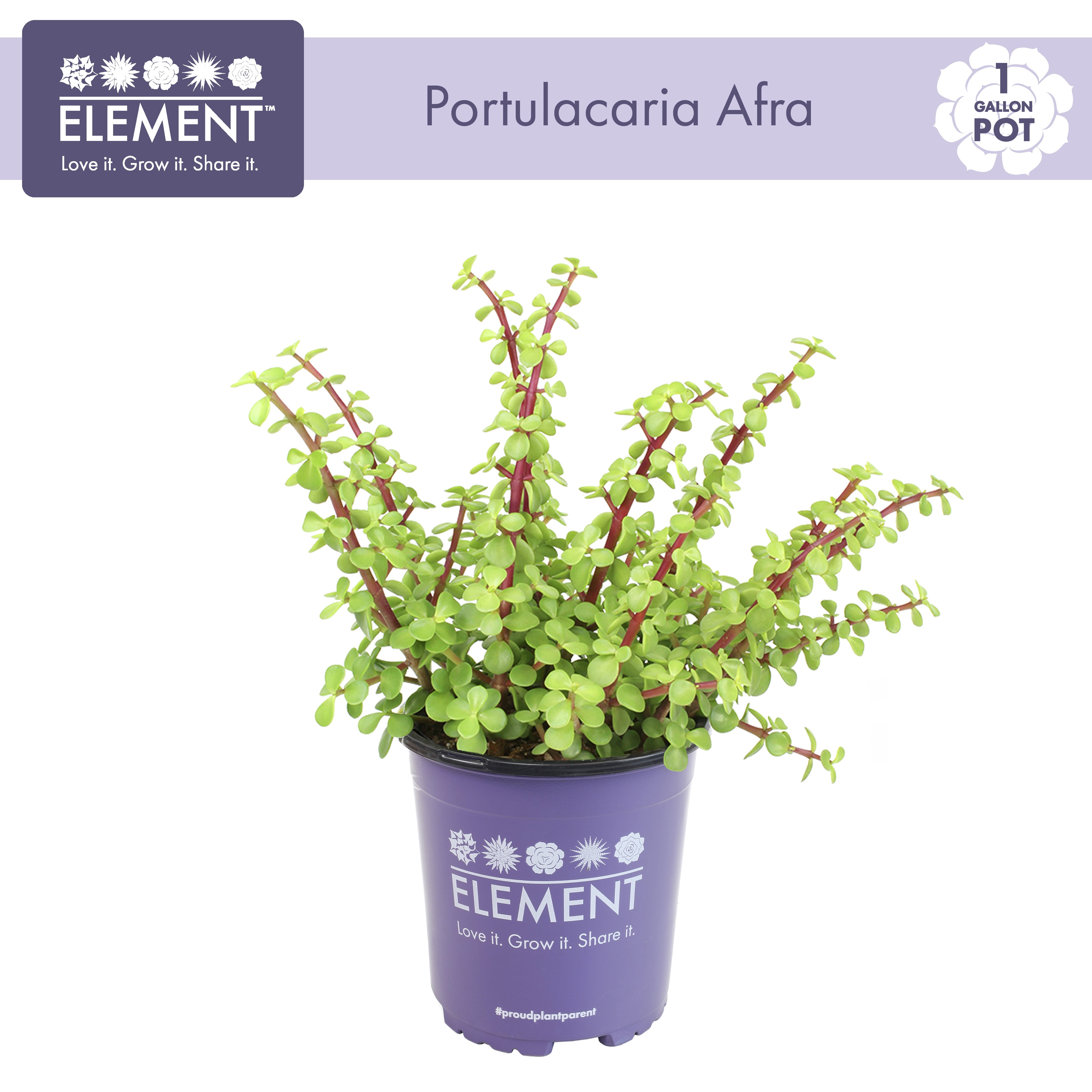 Element by Altman Plants Portulacaria Prostrata Easy Succulent; 1 gal Grower Pot; Full Sun