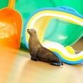 thumbnail image 5 of Safari Ltd. Sea Lion Figurine - Realistic 3.1" Aquatic Figure - Educational Toy for Boys, Girls, and Kids Ages 3+, 5 of 5