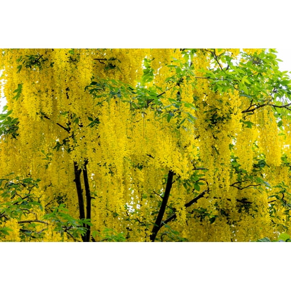 10 GOLDEN CHAIN TREE Goldenchain Laburnum Anagyroides Yellow Flower Seeds