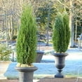 thumbnail image 6 of Spartan Juniper - 20 Live Trees - Juniperus Chinensis, 6 of 9