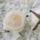 thumbnail image 5 of Simulación de rosa rizada, cabeza de flor, ramillete de flores de seda, arreglo floral para boda, flor de rosa, 5 of 6