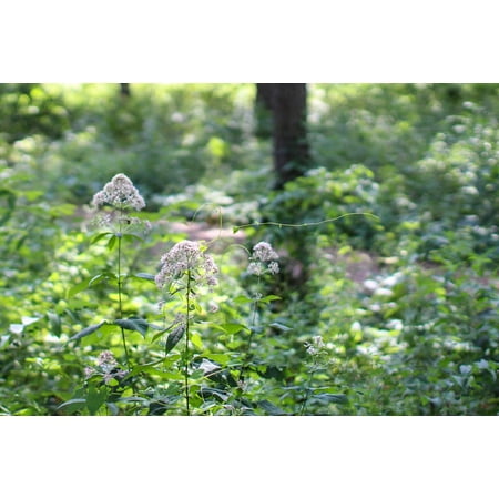 24 X 36 Natural - LAMINATED POSTER Arboretum Plant Trees Nature Arbor Natural Green Poster Print 24 x 36