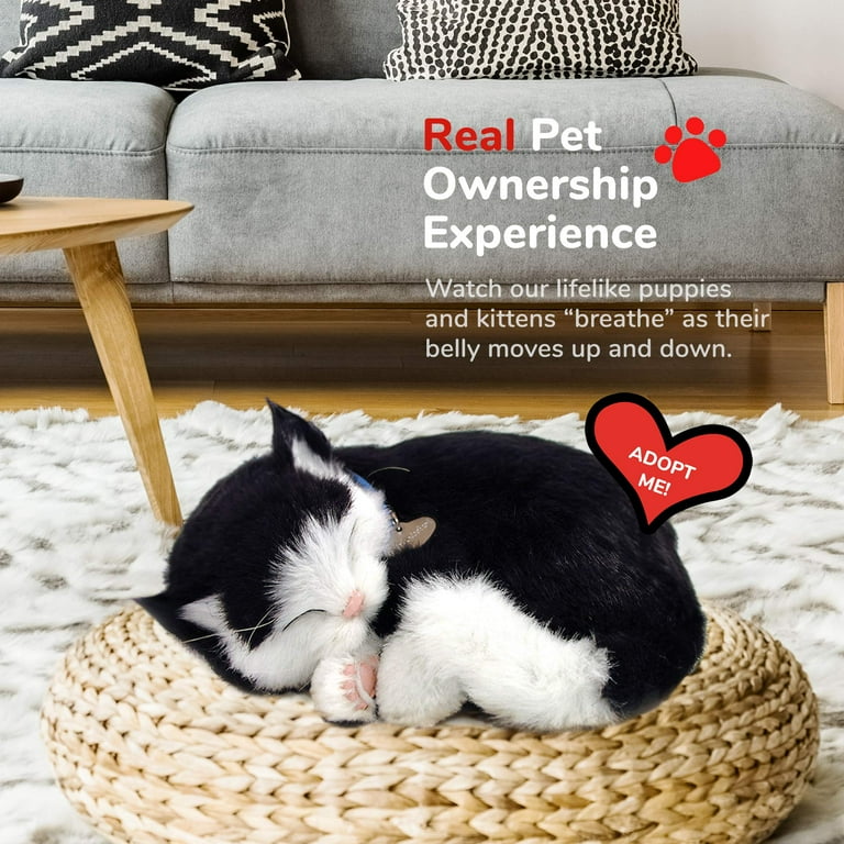 Free Shipping! Perfect Petzzz Black and White Shorthair Kitten